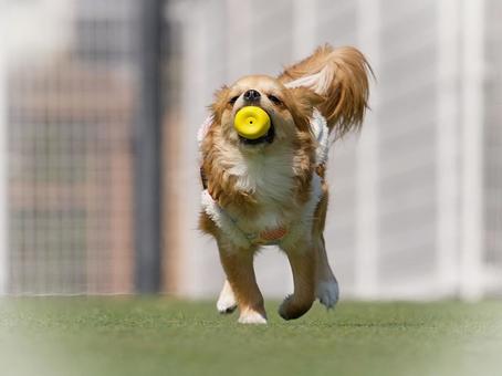 オモチャを咥えて走って来るワンコ オモチャを咥えて走って来るワンコ 犬,ミックス犬,dogの写真素材