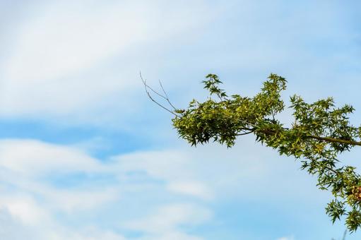 青空に伸びるモミジの枝 青空に伸びるモミジの枝の写真