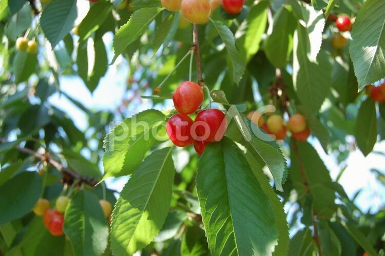 果樹～さくらんぼ（佐藤錦） チェリー,さくらんぼ,サクランボの写真素材