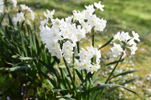 Daffodil plant, narciso, flor, platéia, JPG