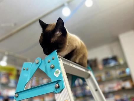 脚立に登った猫 シャム猫,脚立,ネコの写真素材