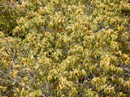 【花の写真】キンモクセイ（金木犀） キンモクセイ,金木犀,植物の写真素材