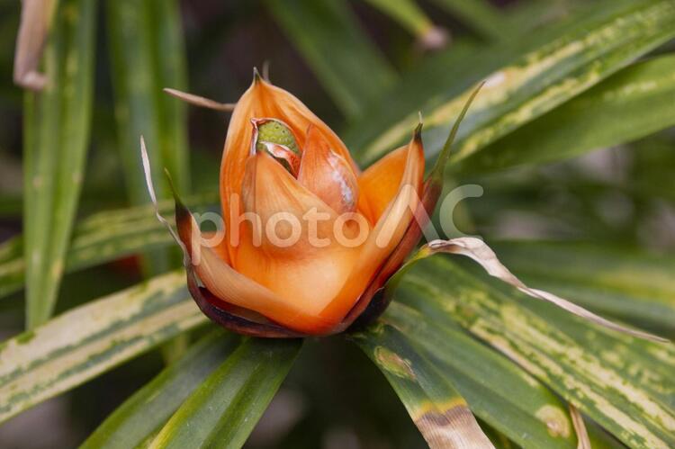 フレイキネティア・ムルチフローラ フレイキネティア,ムルチフローラ,花の写真素材