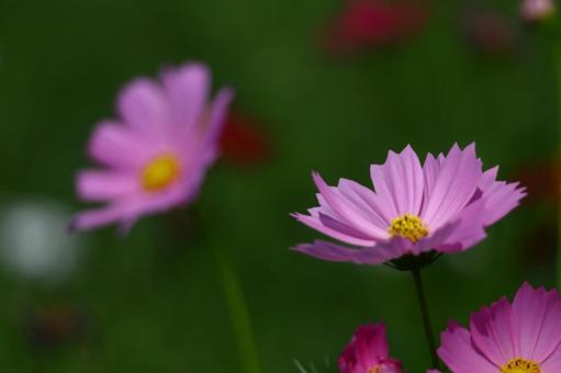 秋風に揺れて咲く コスモス,秋桜,花の写真素材