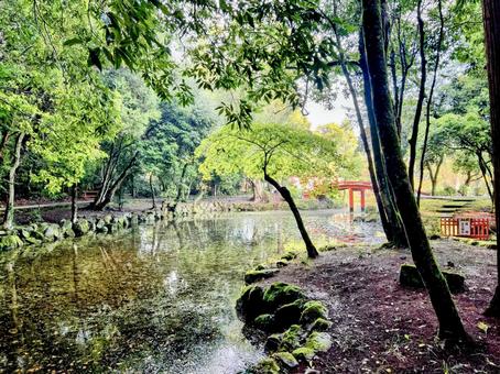 宇佐神宮 宇佐神宮,神社,パワースポットの写真素材