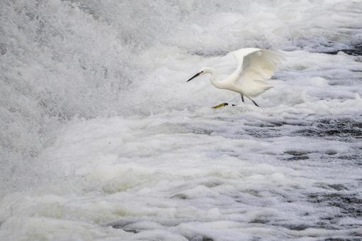 コサギの狩り⑵の写真
