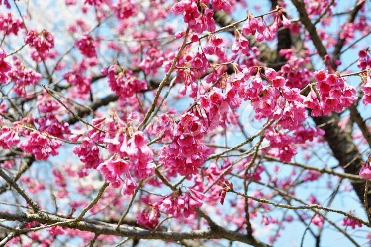 赤色が鮮やかな寒緋桜 カンヒザクラ,寒緋桜,赤の写真素材