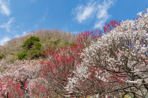 青空に映える満開の紅梅と白梅 梅,迎春,梅の花の写真素材