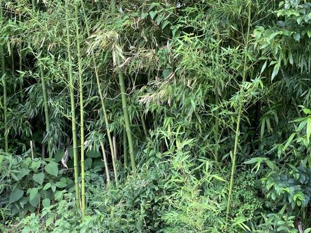 Photo, bamboo, bamboo grass, green, 