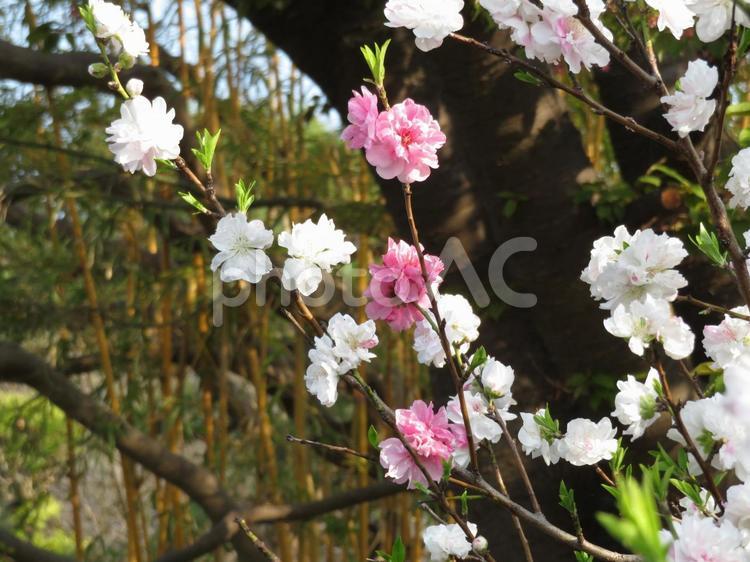１本の株に２色が混在しているハナモモ ハナモモ,植物,木の写真素材
