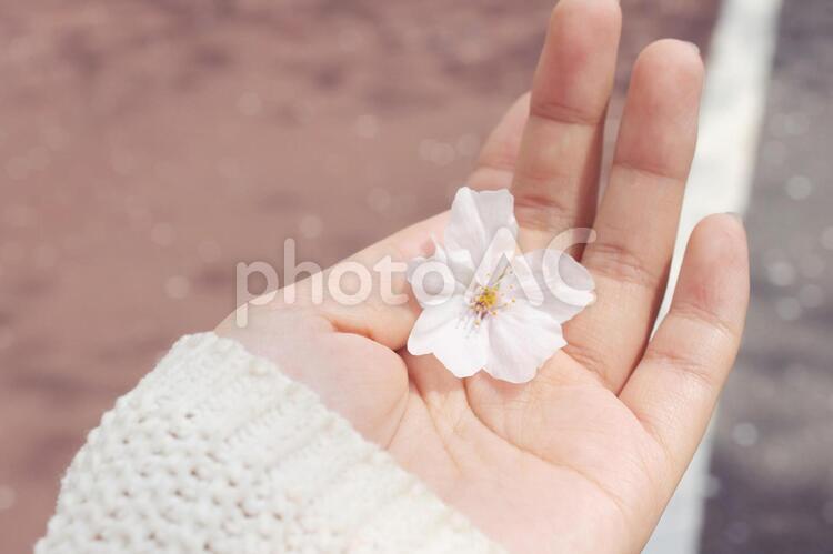 手のひらの桜 桜,さくら,春の写真素材