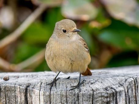杭にとまるジョウビタキのメス・ジョビコ 杭にとまるジョウビタキのメス・ジョビコの写真