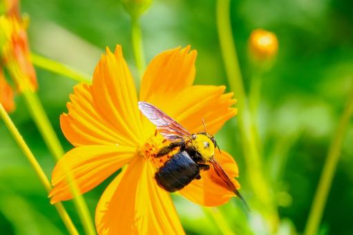 コスモスとクマバチ⑽ コスモスとクマバチ⑽ 花,コスモス,蜂の写真素材