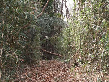 Photo, in the bushes, the trees, forest, 