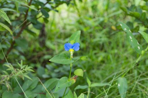 露草の青い花 (デイフラワー) 露草の青い花 (デイフラワー)の写真