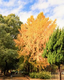 秋の公園 銀杏,紅葉,秋の写真素材