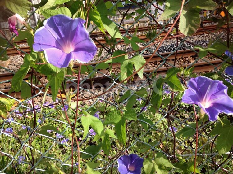 線路際の朝顔 花,植物,自然の写真素材