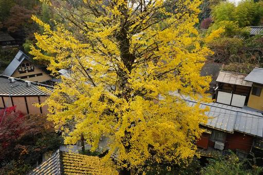 熊本 黒川温泉黄色く色づいた大イチョウ1 イチョウ,銀杏,公孫樹の写真素材