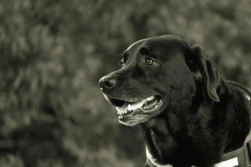 ラブラドールのモノクロポートレート ラブラドールのモノクロポートレート 犬,ラブラドール,ラブラドールレトリバーの写真素材