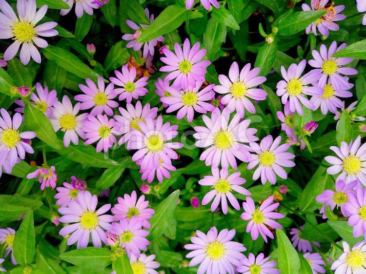 ピンクの小花のテクスチャ_3 小花,ピンク色の花,ピンクの写真素材
