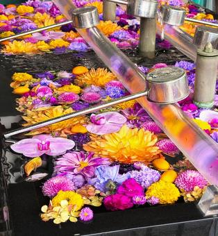 色鮮やかな花手水 花びら,フラワー,自然の写真素材