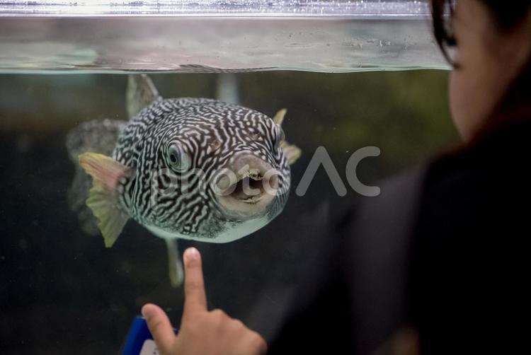 挨拶に来たフグ nifrel,フグ,動物の写真素材