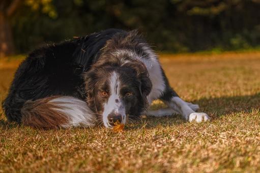 ボーダーコリーのポートレート 犬,ボーダーコリー,中型犬の写真素材