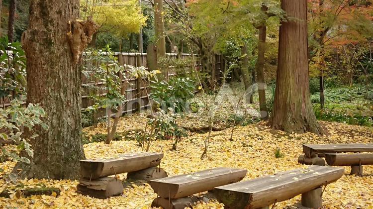 秋の景色・黄色い絨毯 秋,紅葉,落ち葉の写真素材