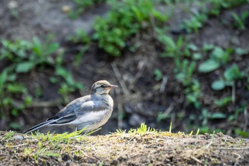 ハクセキレイの幼鳥⑹ ハクセキレイの幼鳥⑹の写真