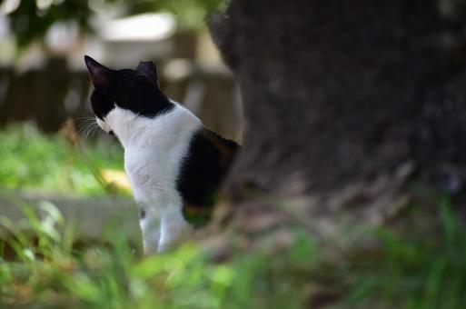 白黒 猫 白黒 猫の写真