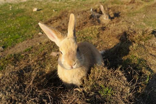 広島県大久野島の土の中のうさぎ2 うさぎ,兎,卯の写真素材