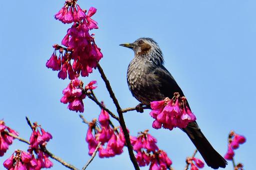 公園の寒緋桜にとまったヒヨドリ 寒緋桜,3月,ヒヨドリの写真素材