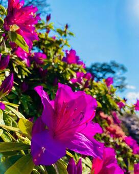 花 花,華,自然の写真素材