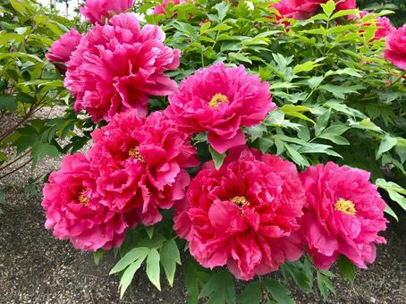 ボタンの花 濃いピンク ボタンの花 濃いピンク 牡丹,ボタン,ぼたんの写真素材