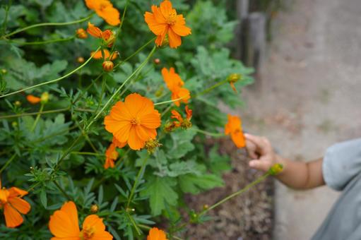 キバナコスモスと指をさす子ども キバナコスモスと指をさす子ども キバナコスモス,子ども,指の写真素材