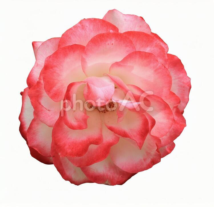 切り抜き写真素材　エレガントなバラの花 19-06 【PSDは背景透過】 バラ,薔薇,バラの花の写真素材