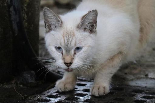 Photo, cat, tiny, laid back, 