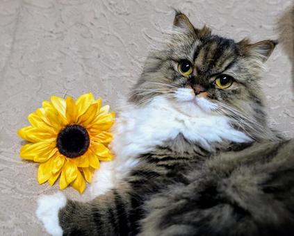 にゃんこ にゃんこ 猫,にゃんこ,もふもふの写真素材