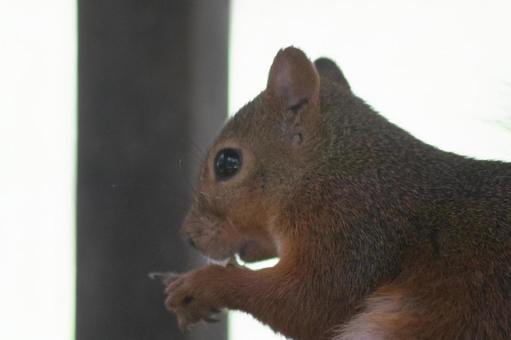 食事中のリスさん 食事中のリスさんの写真