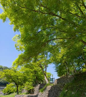 山の新緑 風景 山の新緑 風景 山,自然,天気いいの写真素材