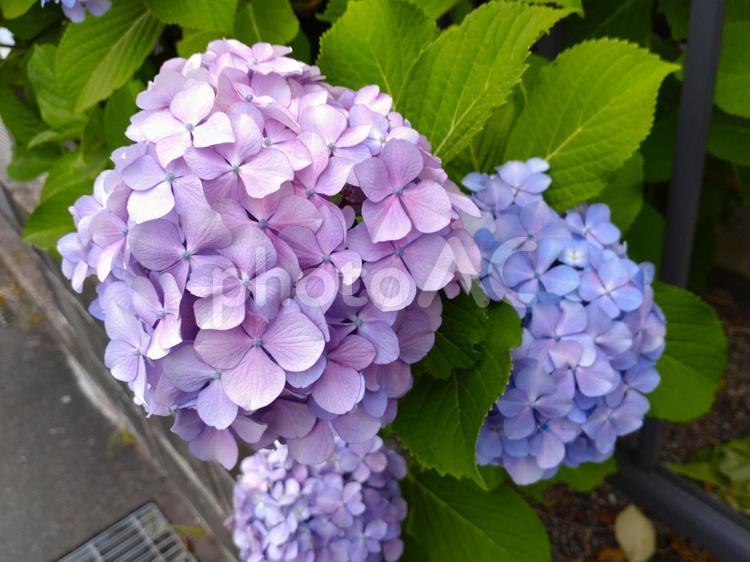 満開の紫色のアジサイの花10 紫陽花,あじさい,アジサイの写真素材