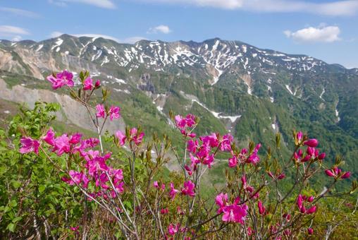 ムラサキヤシオと別山 ムラサキヤシオと別山の写真