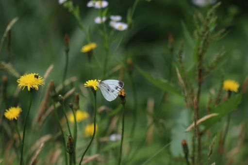 Photo, flower, yellow, weed, 