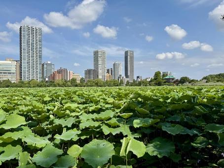 開花直前の不忍池の蓮 開花直前の不忍池の蓮 蓮,ハス,上野の写真素材