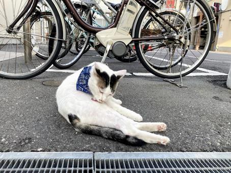毛繕いをする青のバンダナを巻いた猫 毛繕いをする青のバンダナを巻いた猫の写真