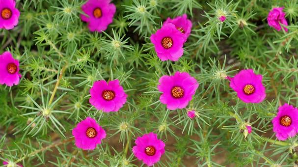 夏の花-312 夏の花-312の写真