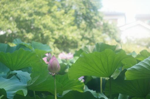 蓮 蓮の写真
