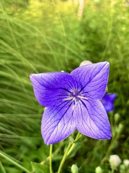 四弁の桔梗の花 四弁の桔梗の花 桔梗,キキョウ,紫の花の写真素材