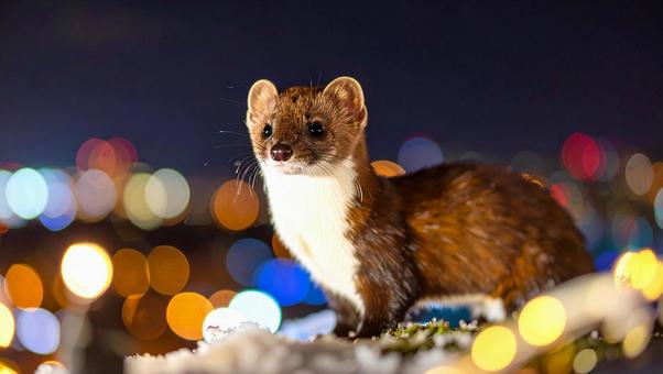 イタチ夜2 イタチ夜2の写真