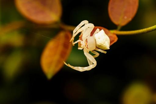 Photo, insect, natural, outdoors, 